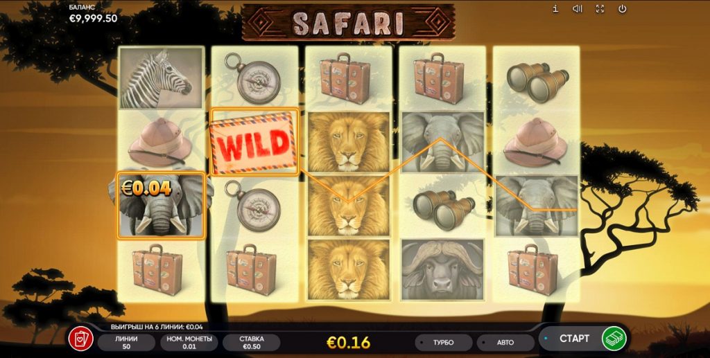 safari 